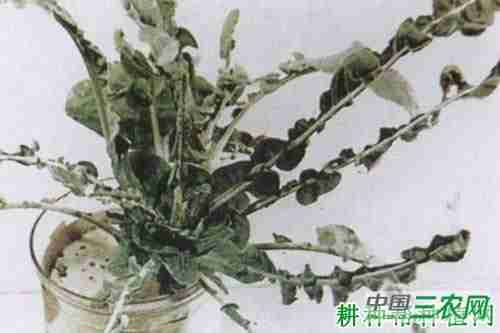 花椰菜缺钼如何防治(花椰菜缺钼如何防治呢)